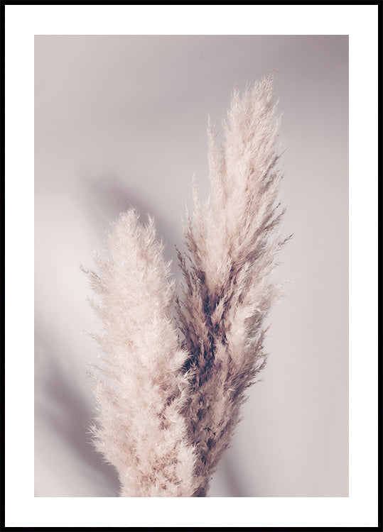 Pampas zāle