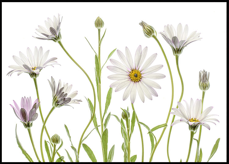 Cape Daisies plakatas