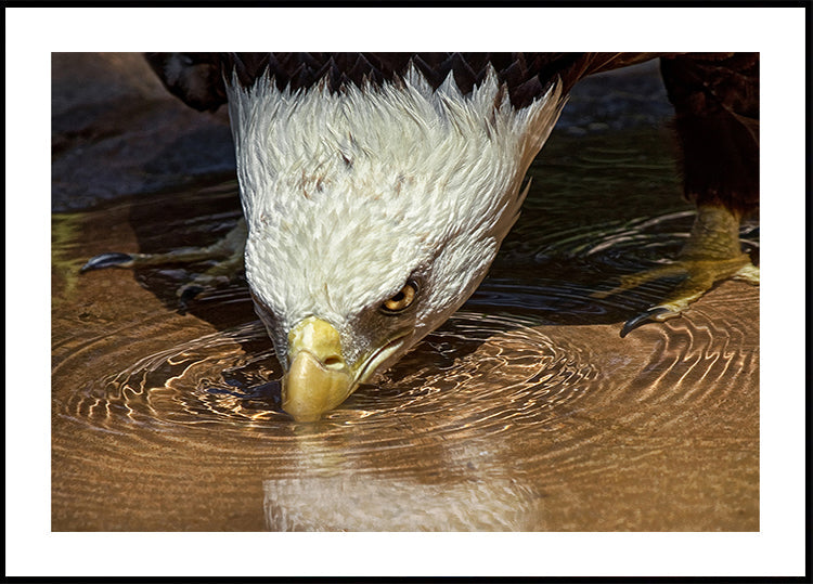 Lahe jook kuumal päeval plakat