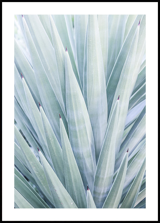 Azur Agave Danz
