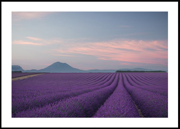 Lavendel Feld