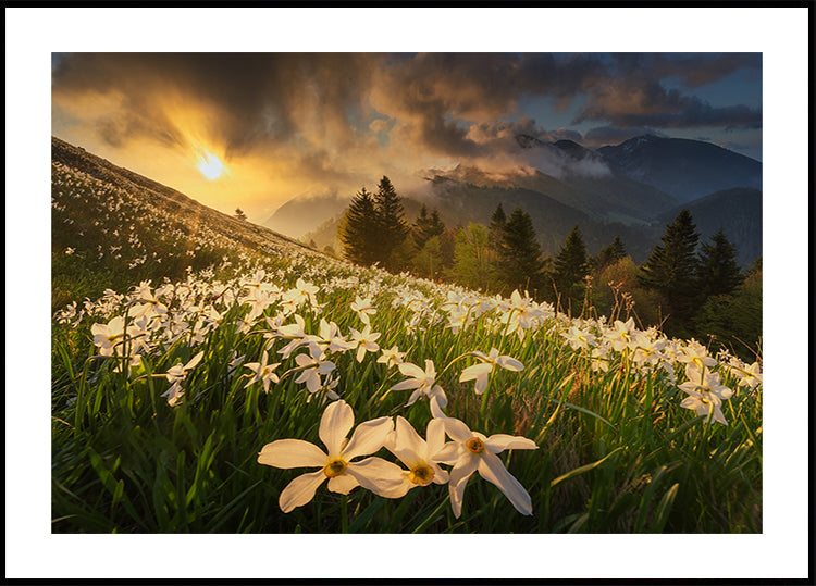 Fehér szőnyeg poszter