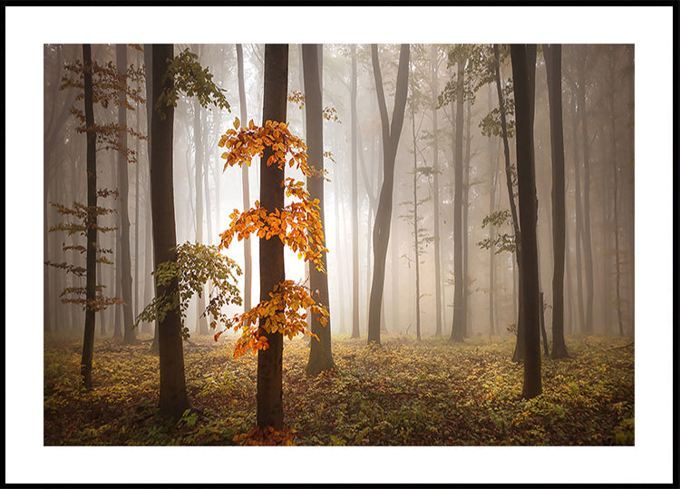 Am November Liicht