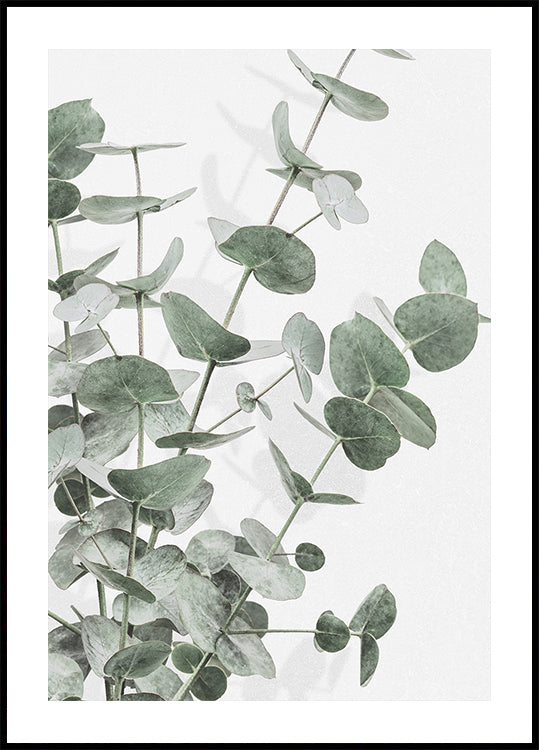 Eucalyptus No.2 Affiche