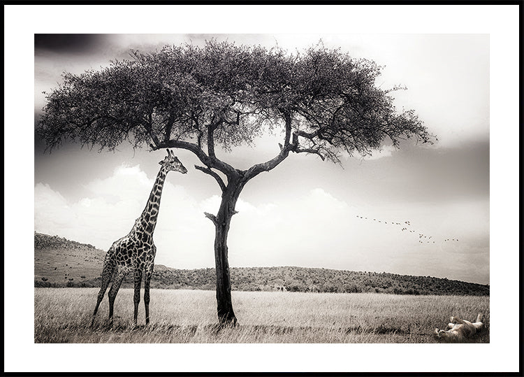 Aafrika päikese all Plakat