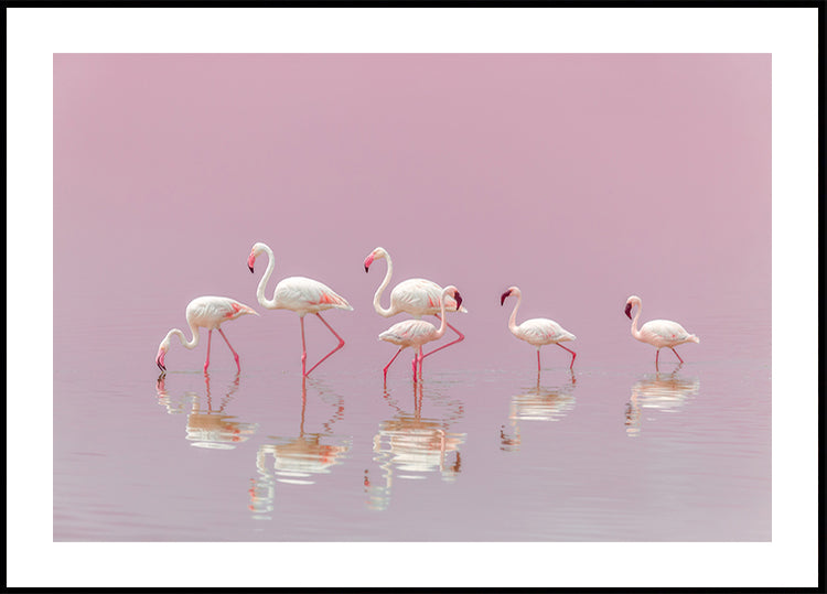 Flamingu plakāts