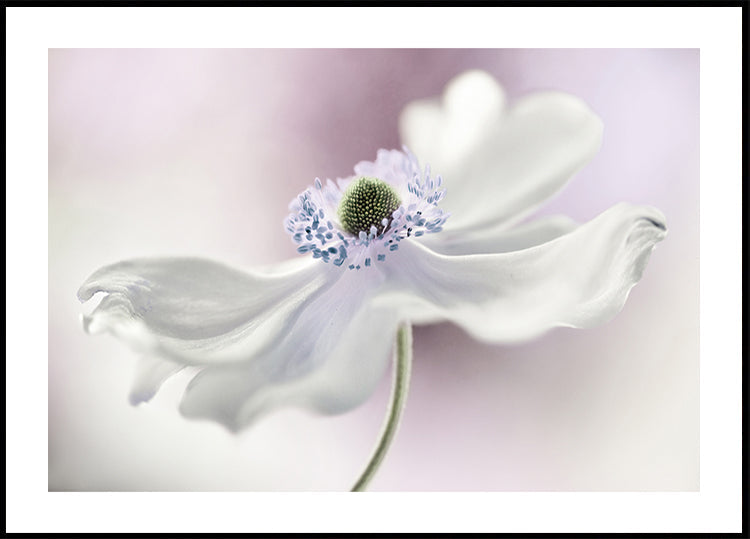 Anemone brieze Plakatas