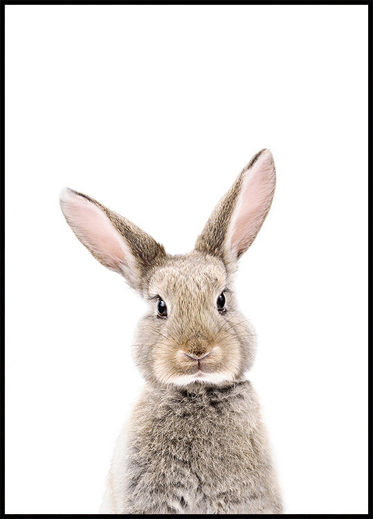 Baby Rabbit Plakat