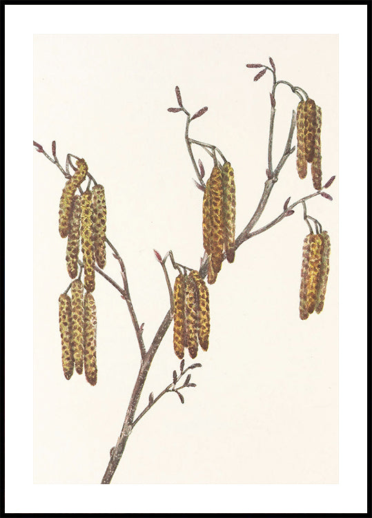 Sarapuu lepp (alnus Regosa) Põhja-Ameerika looduslikest lilledest (1925), autor Mary Vaux Walcott. Plakat