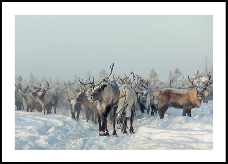 Reindeer
