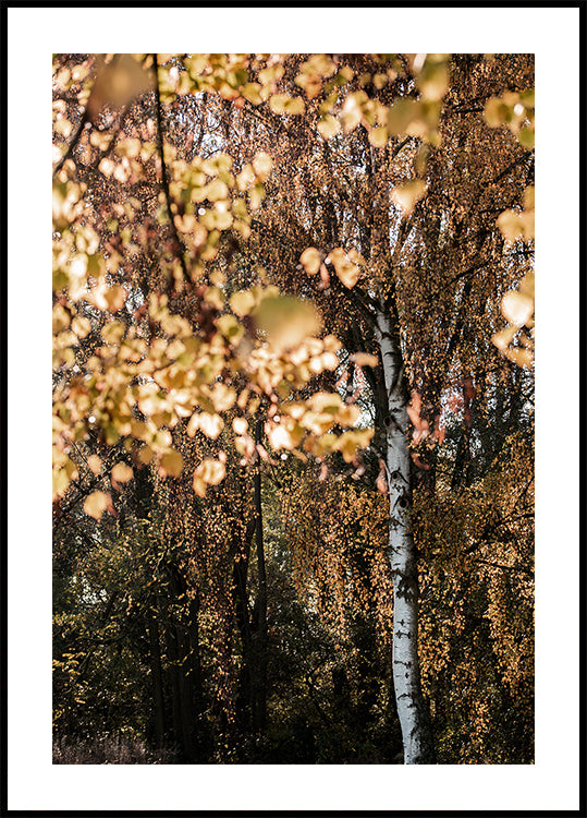Hierscht Birch Tree
