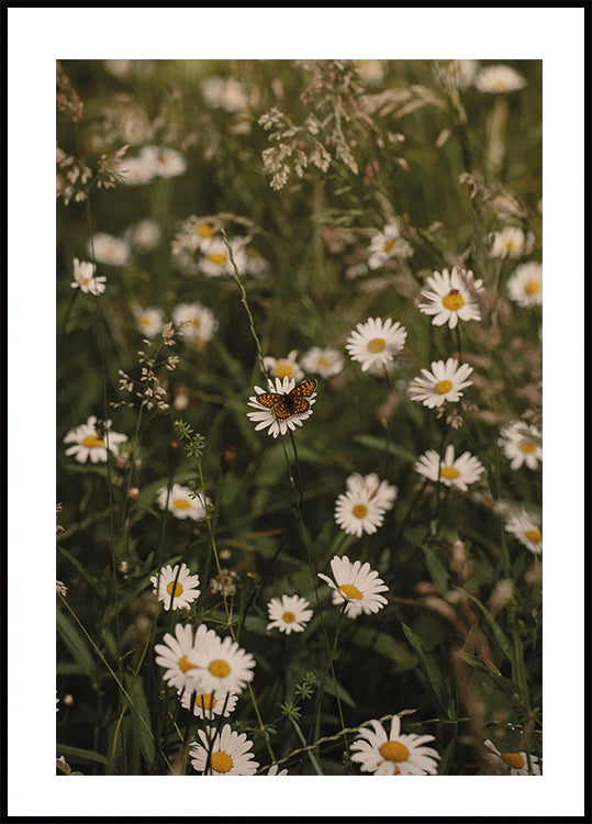 Chamomile and Butterfly Plakat - Posterbox.dk