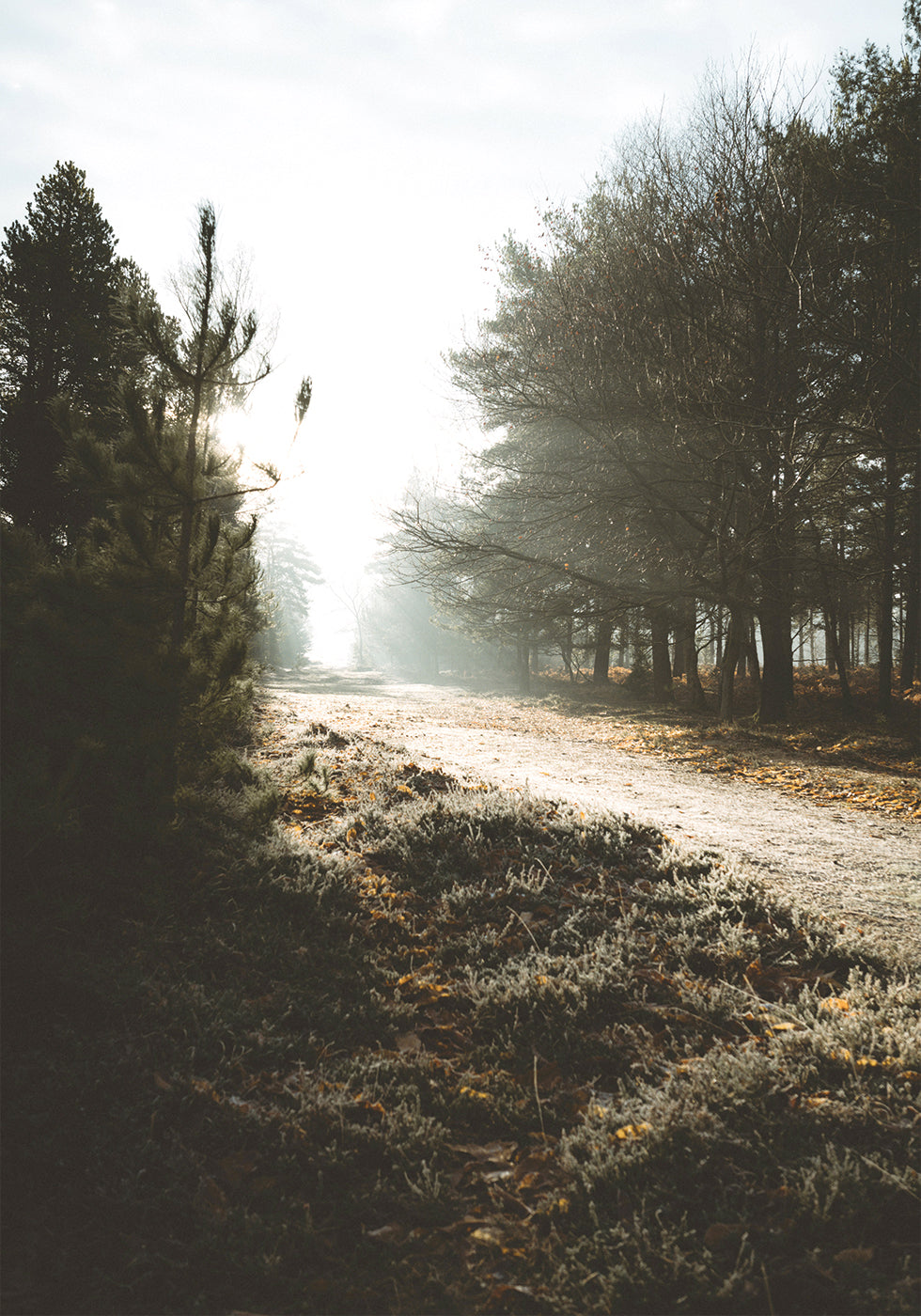 New Forest Plakat - Posterbox.dk