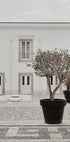 Olive Tree in City Courtyard Plakat - Posterbox.dk