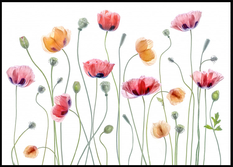 Poppy Partei