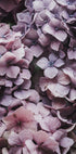 Pink Hydrangea Plakat - Posterbox.dk