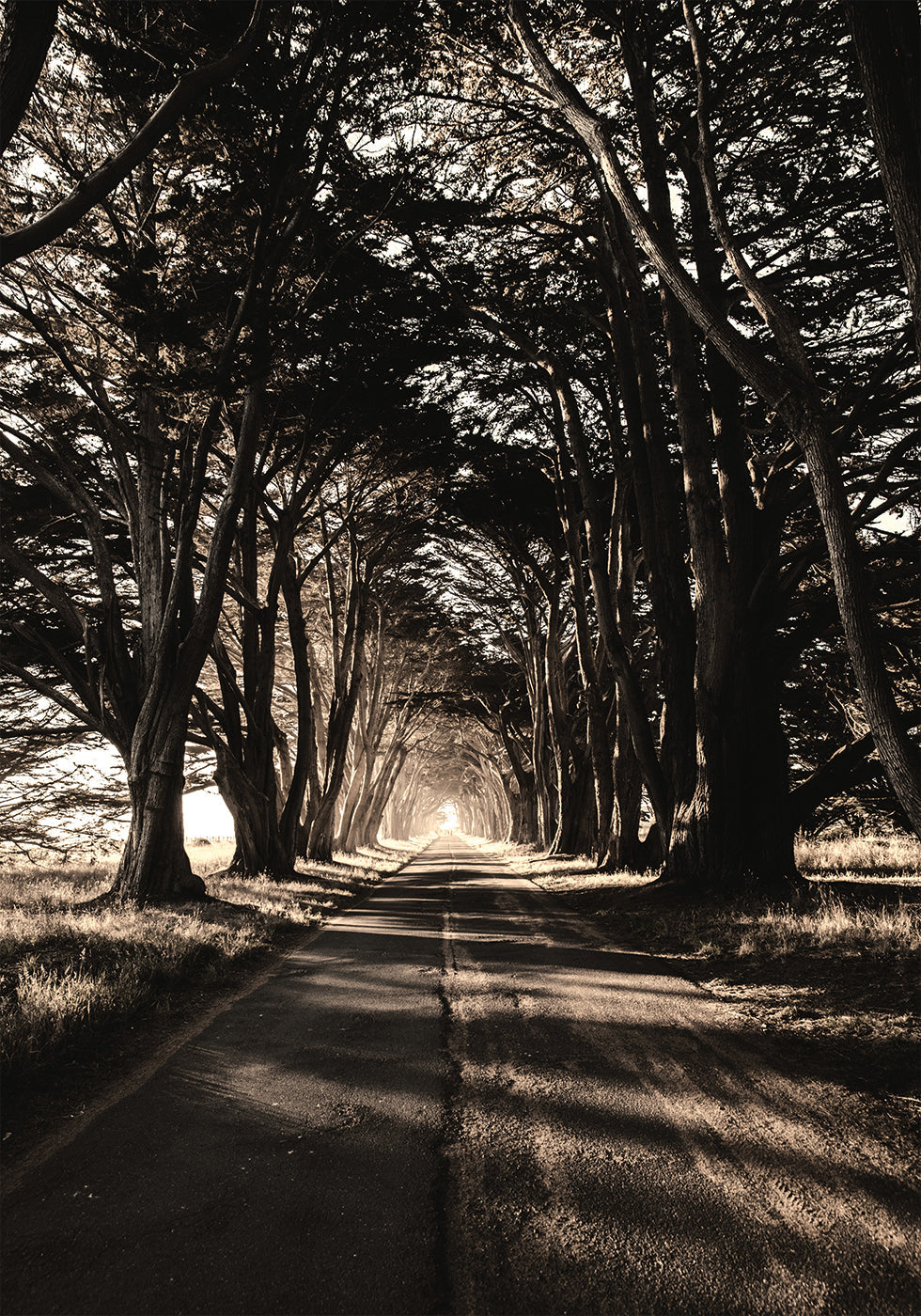 Road Amidst Trees Plakat - Posterbox.dk