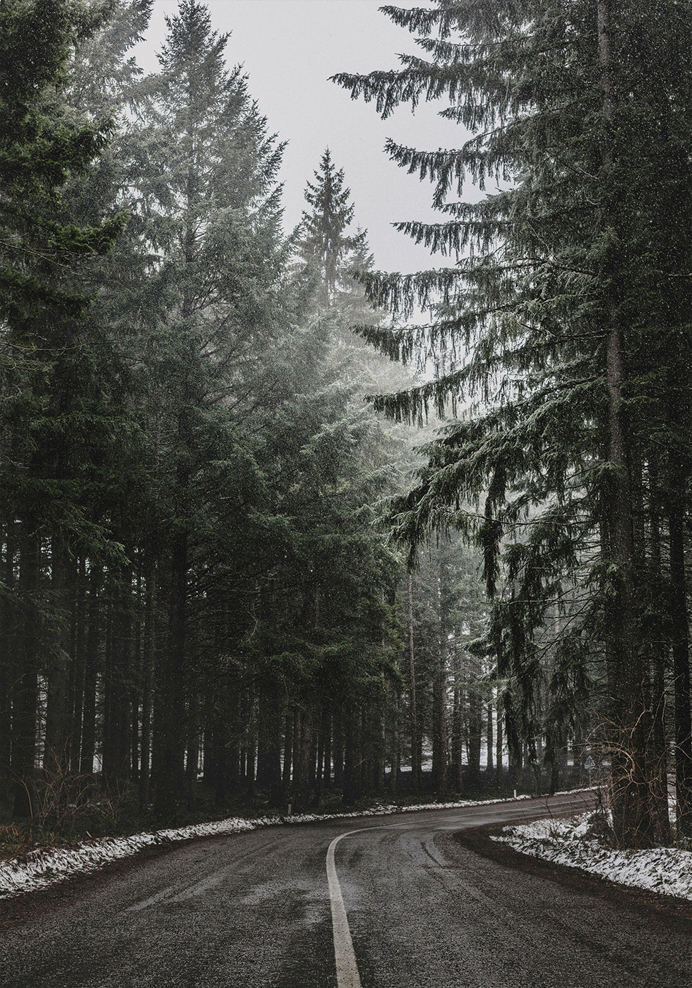 Poster Drum forestier în timpul iernii 