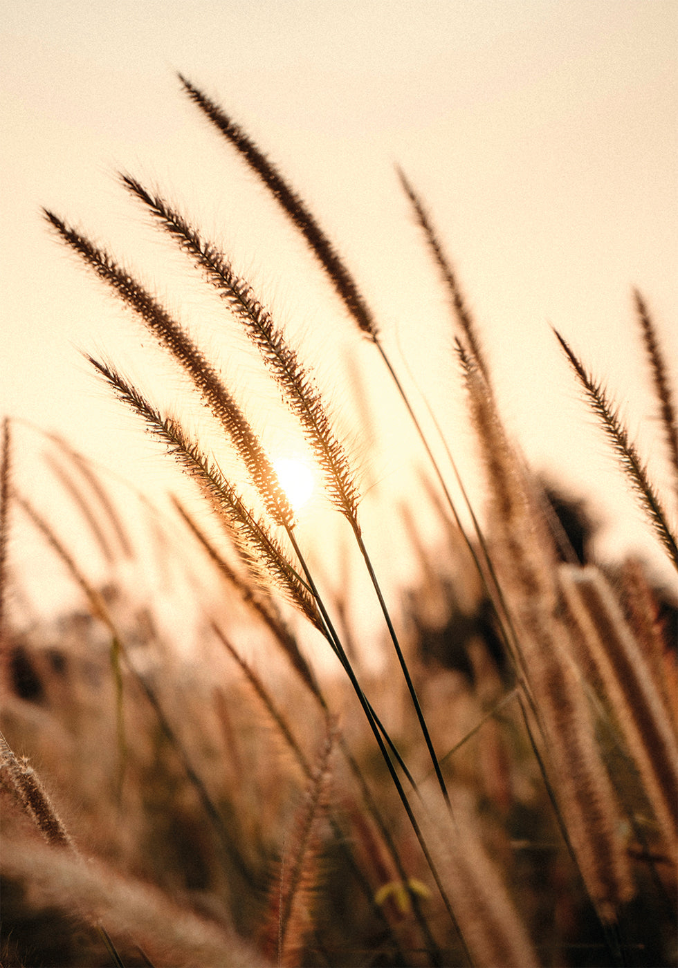 Sunset Dry Grass Plakat - Posterbox.dk