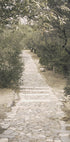 Trail in the Olive Garden Plakat - Posterbox.dk