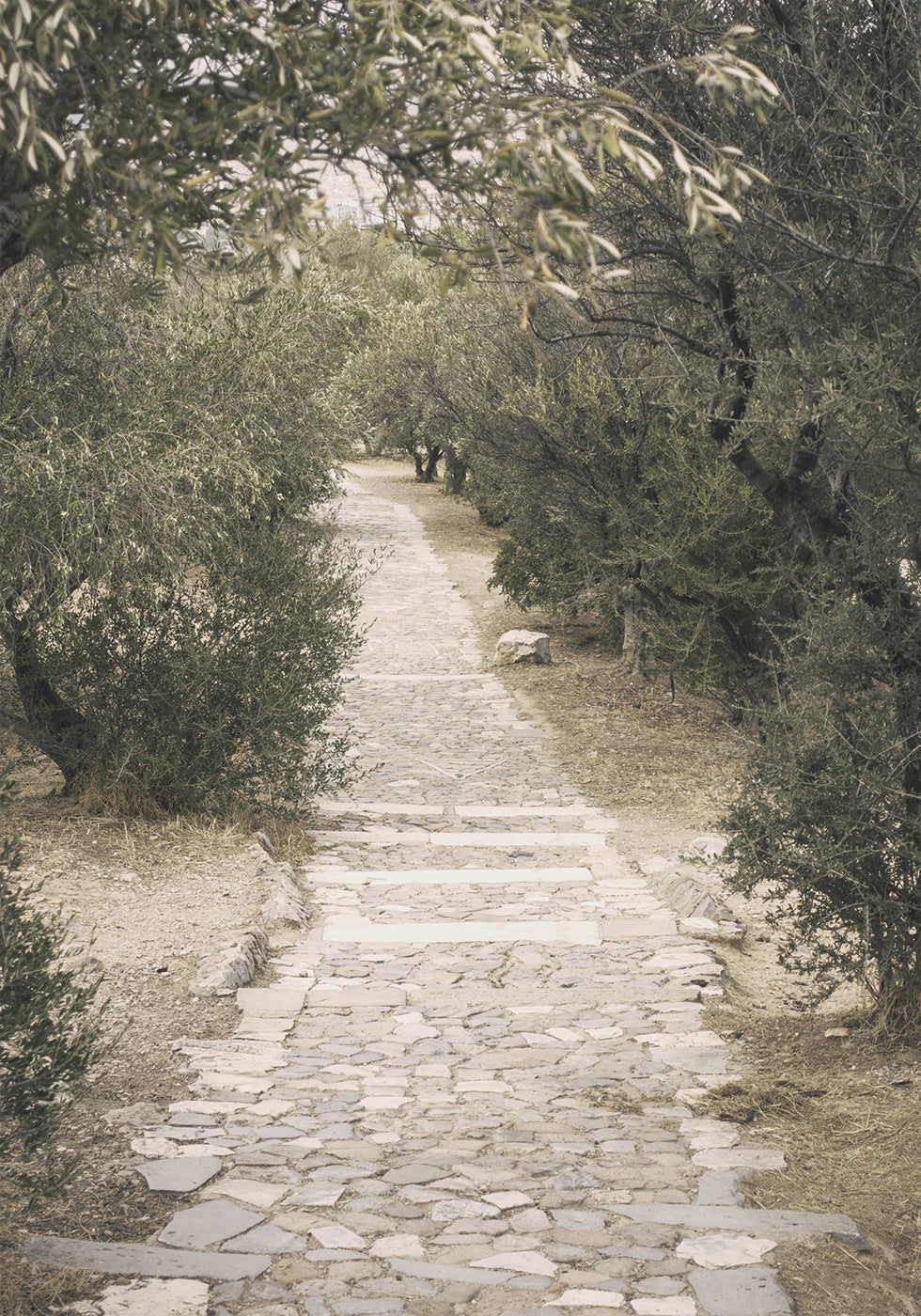 Trail in the Olive Garden Plakat - Posterbox.dk