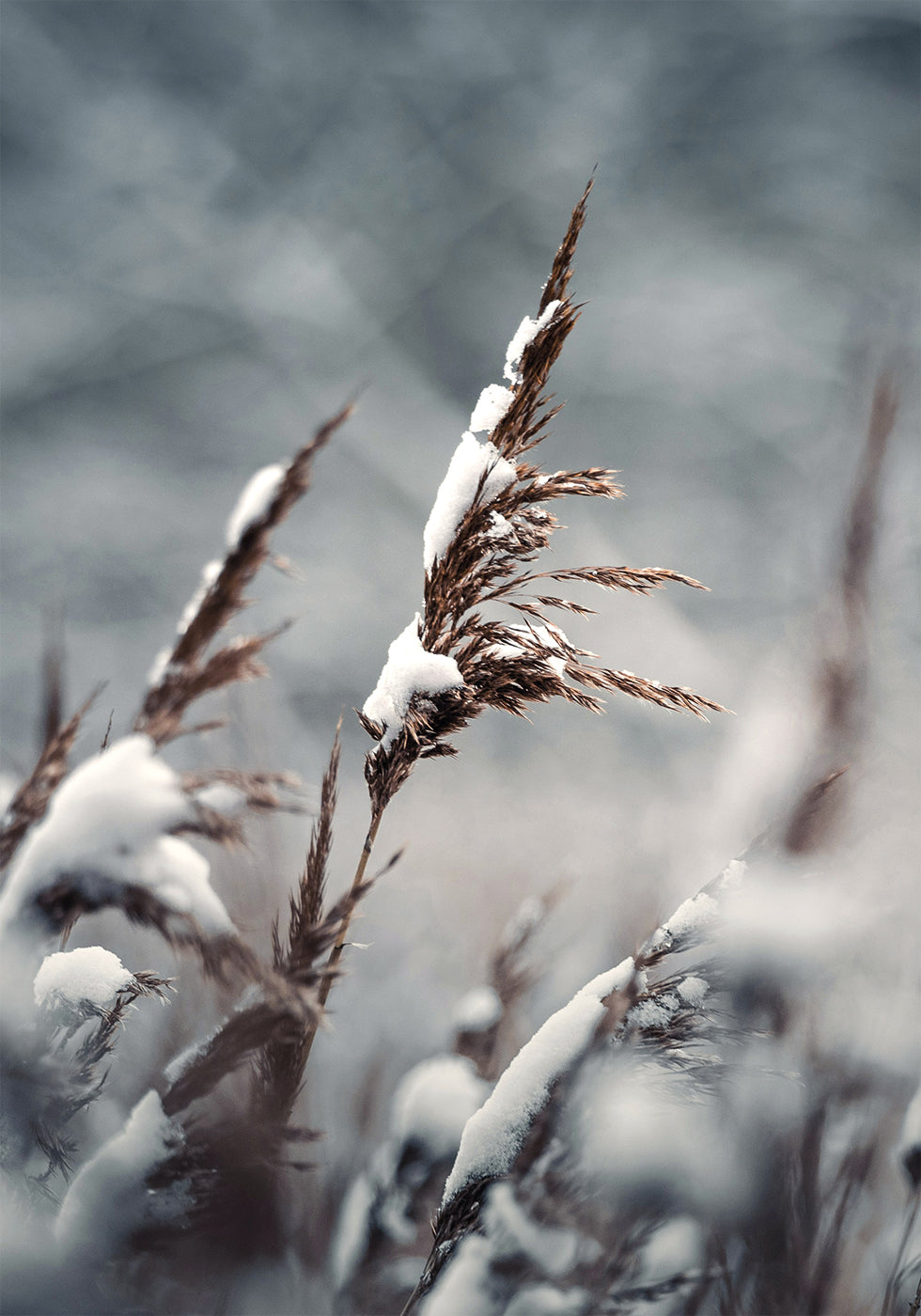 Winter Reed Plakat - Posterbox.dk