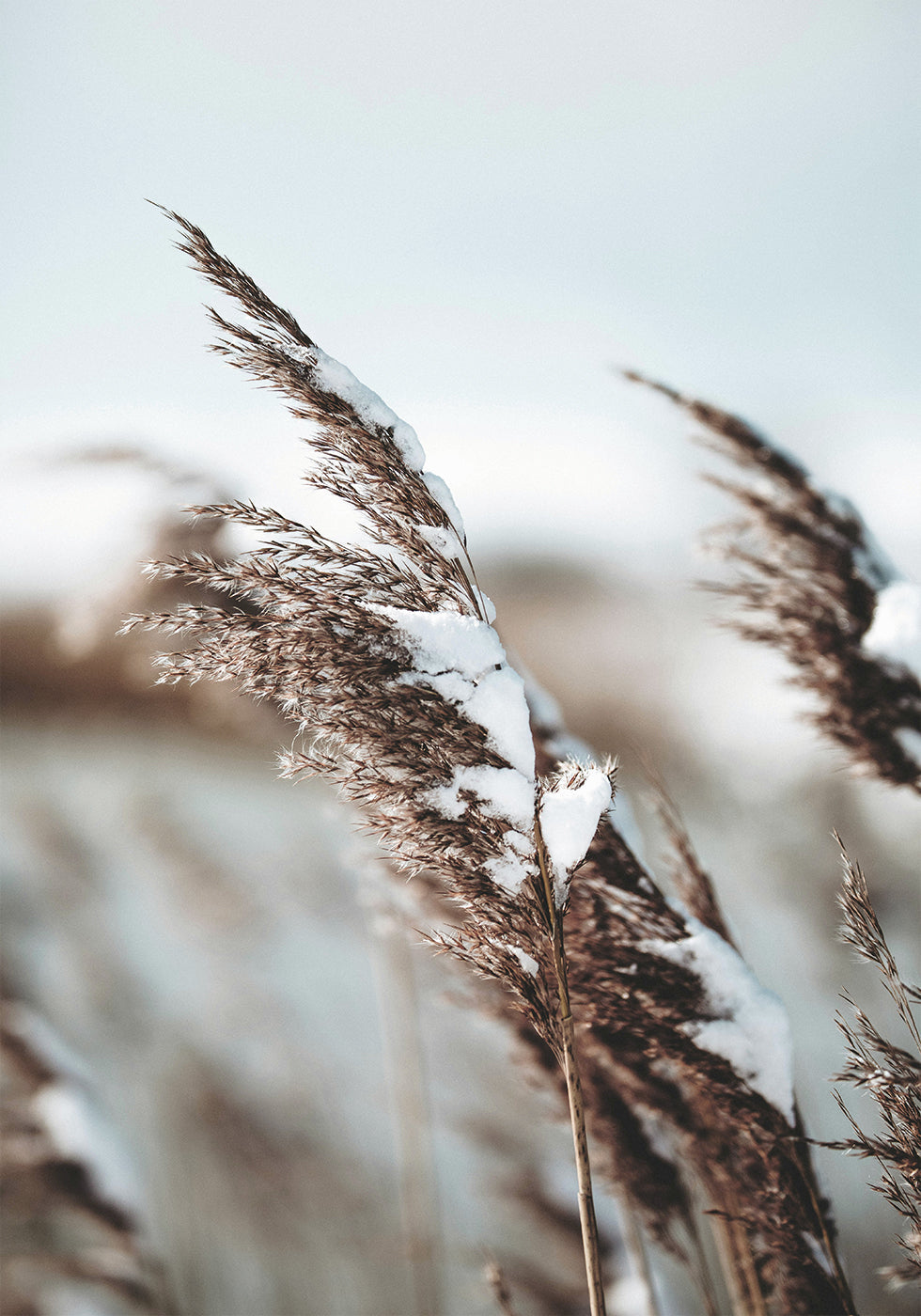 Winter Reed Plakat - Posterbox.dk