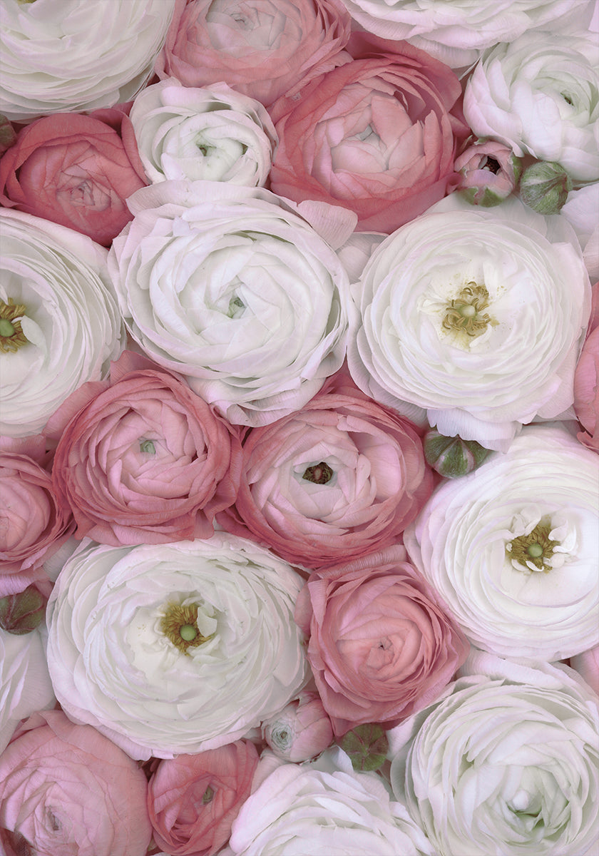 Scattered ranunculus in muted pink II (NEW)