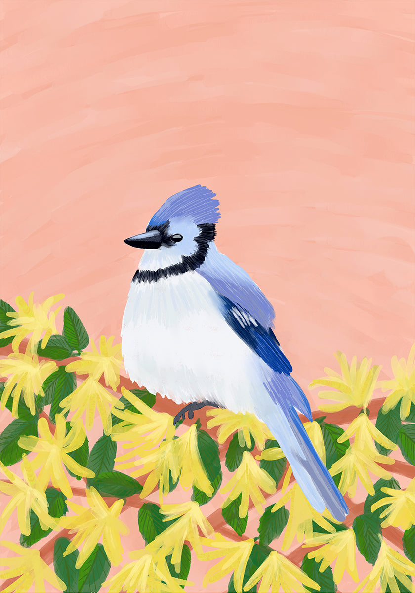 A blue jay perched on a branch with yellow flowers against a peach-coloured background.