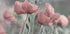Softly - Posterbox