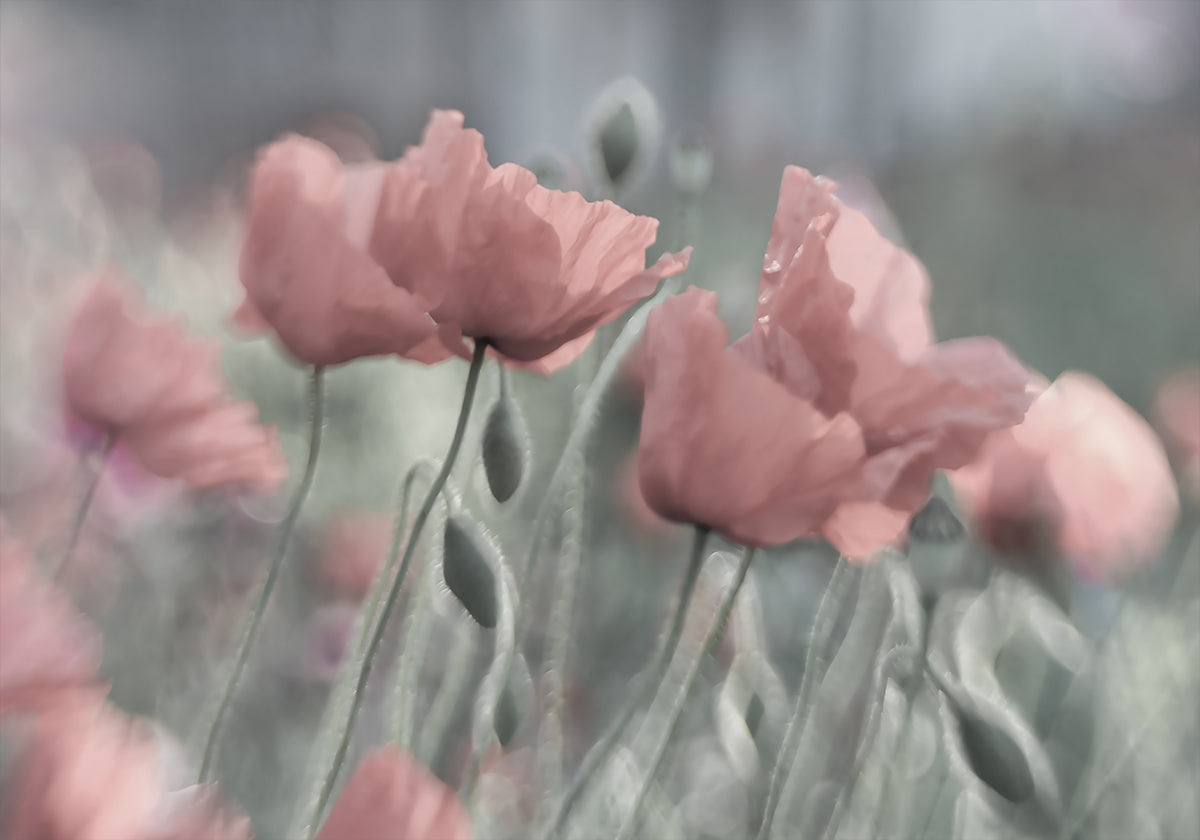 Softly - Posterbox