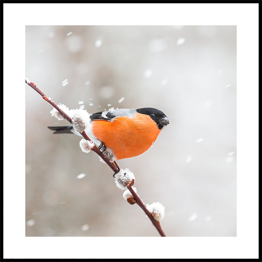 Bullfinch in a snowstorm Plakater - Posterbox