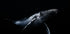 Black &amp; Whale Plakat - Posterbox