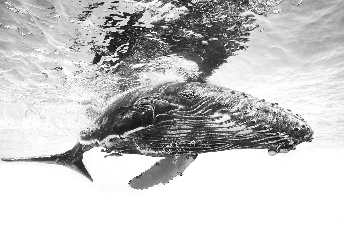 Humpback whale calf - Posterbox
