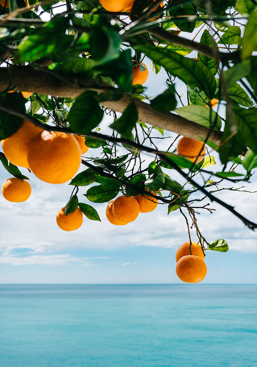Amalfi Coast Oranges IV Plakat - Posterbox