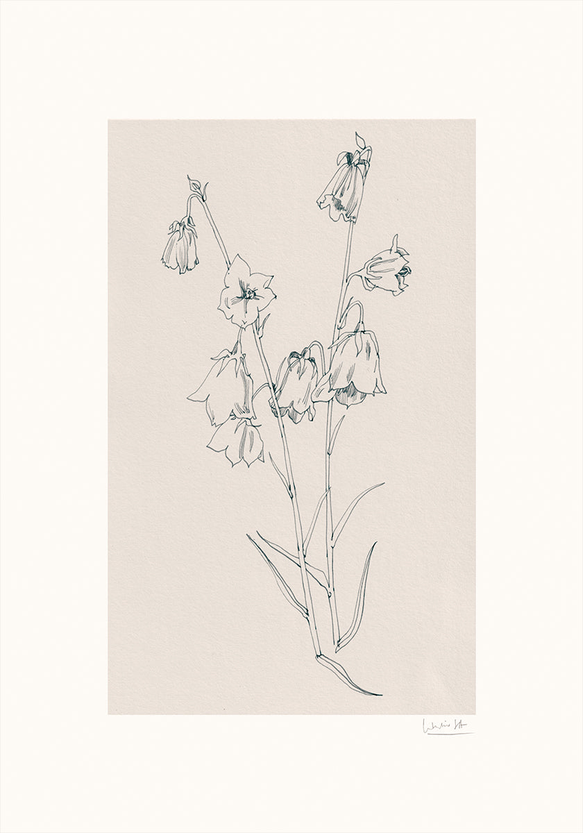 Bellflowers ink drawing Plakat - Posterbox