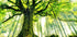 Ponthus' Beech Plakat - Posterbox