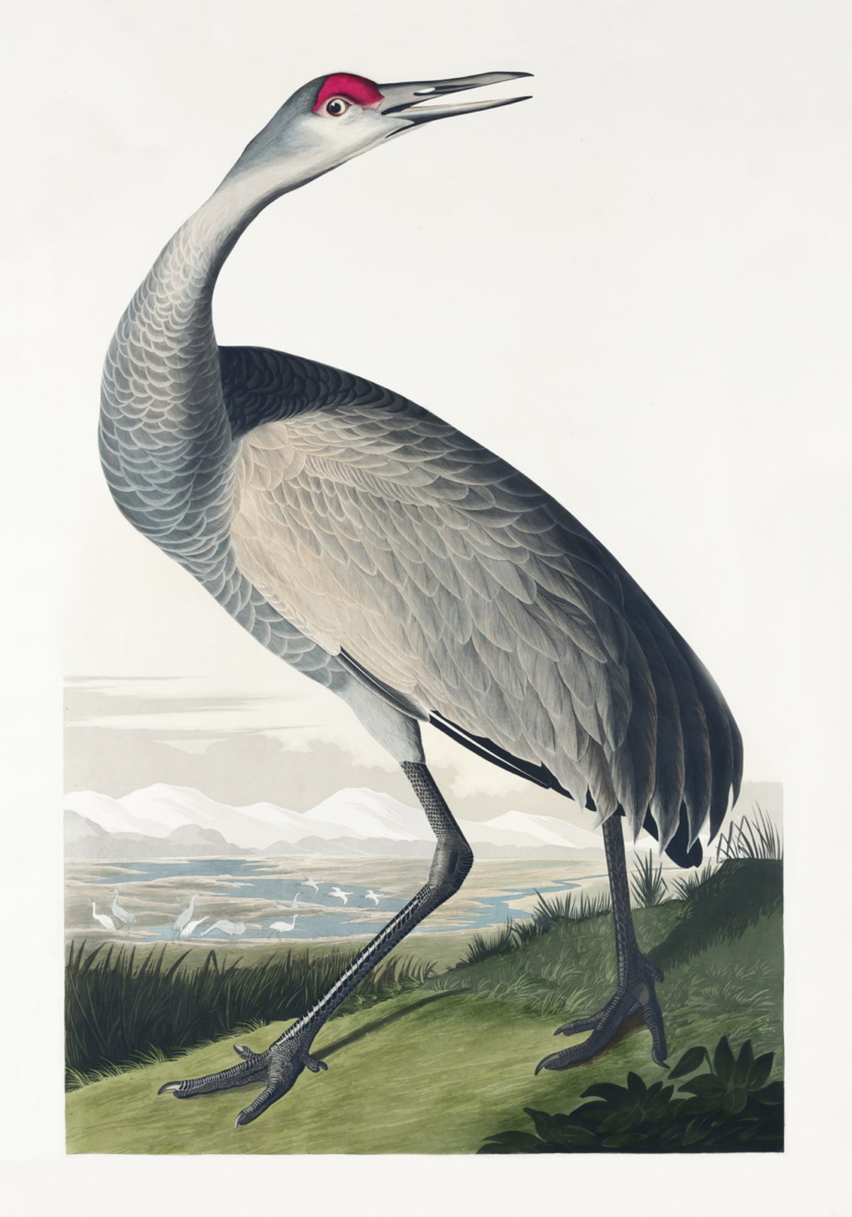 Garā dzērve no Amerikas putniem (1827)