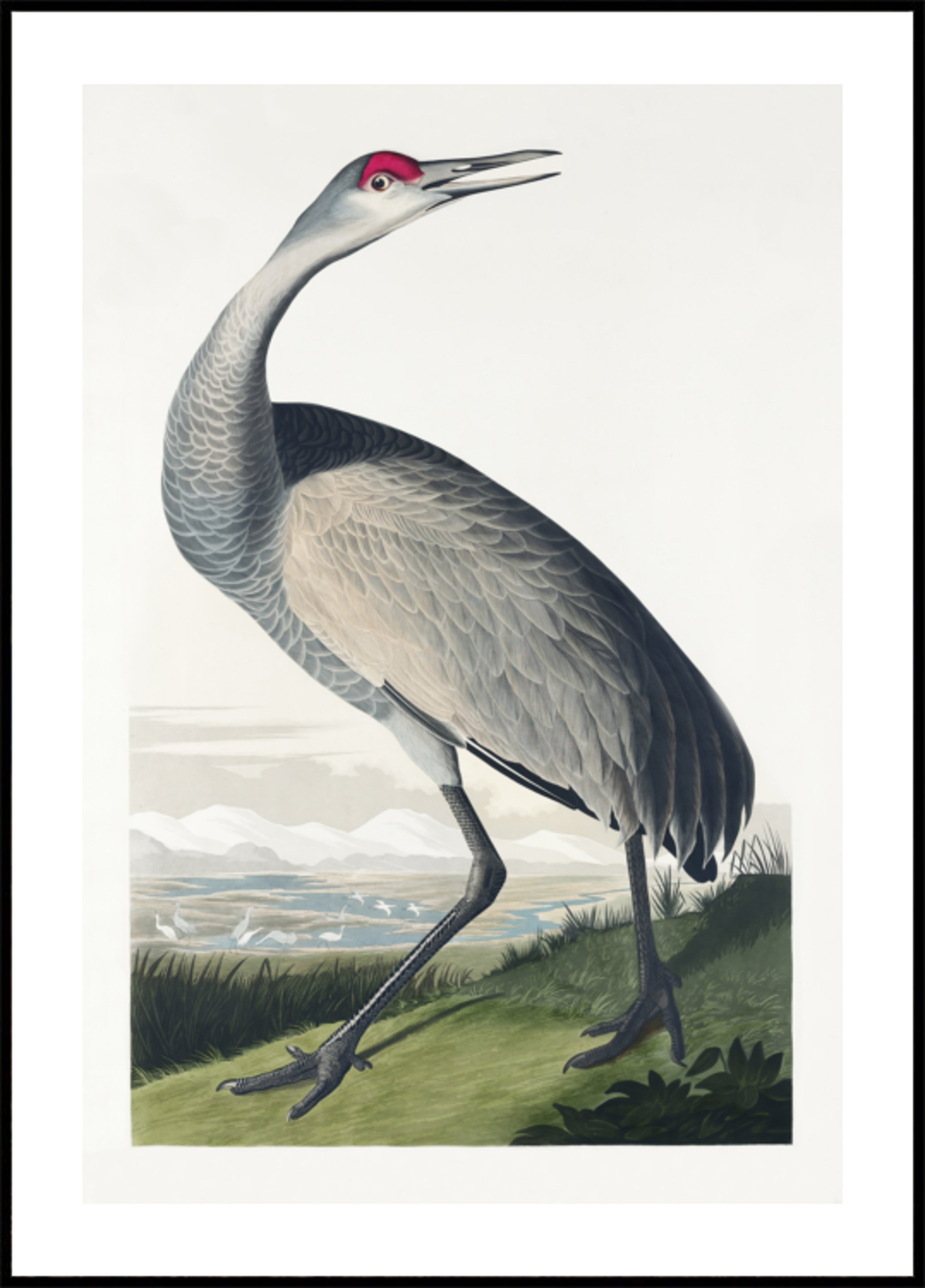 Whooping Crane From Birds of America (1827)