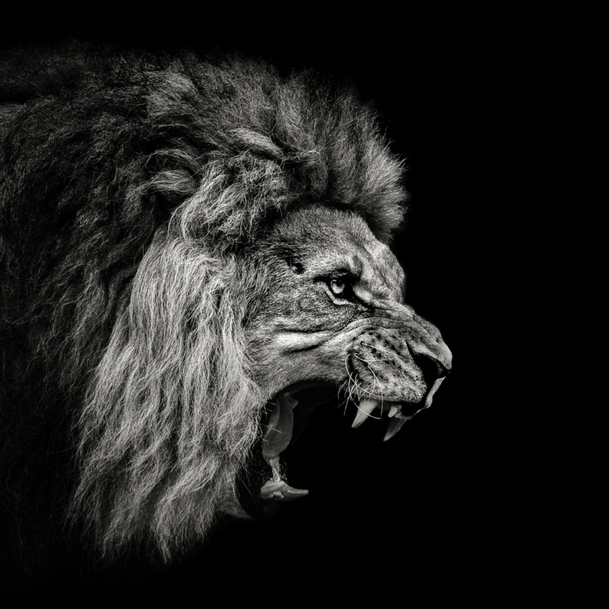 Fierce Roaring Lion