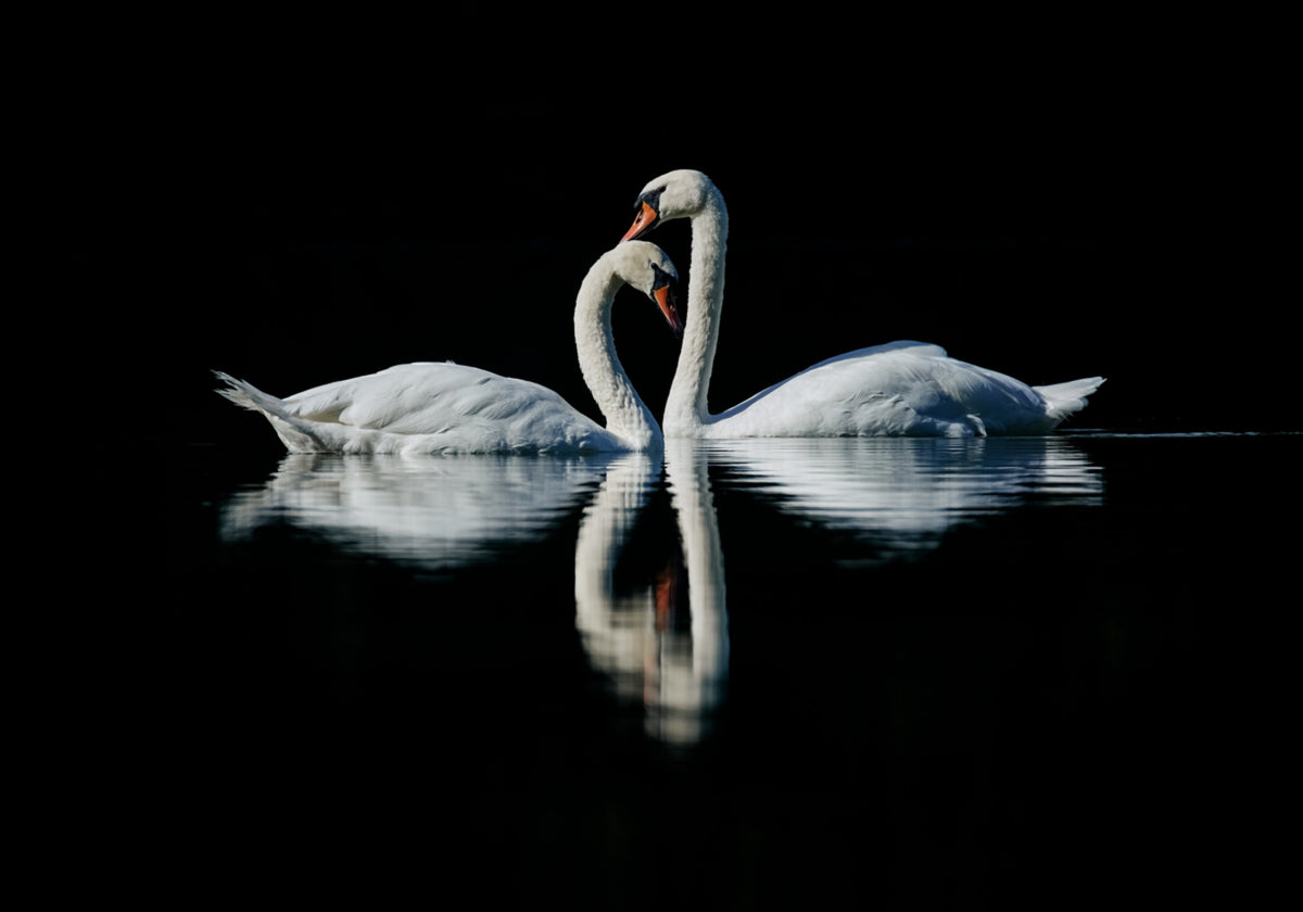 Romantesch Swan Reflexioun