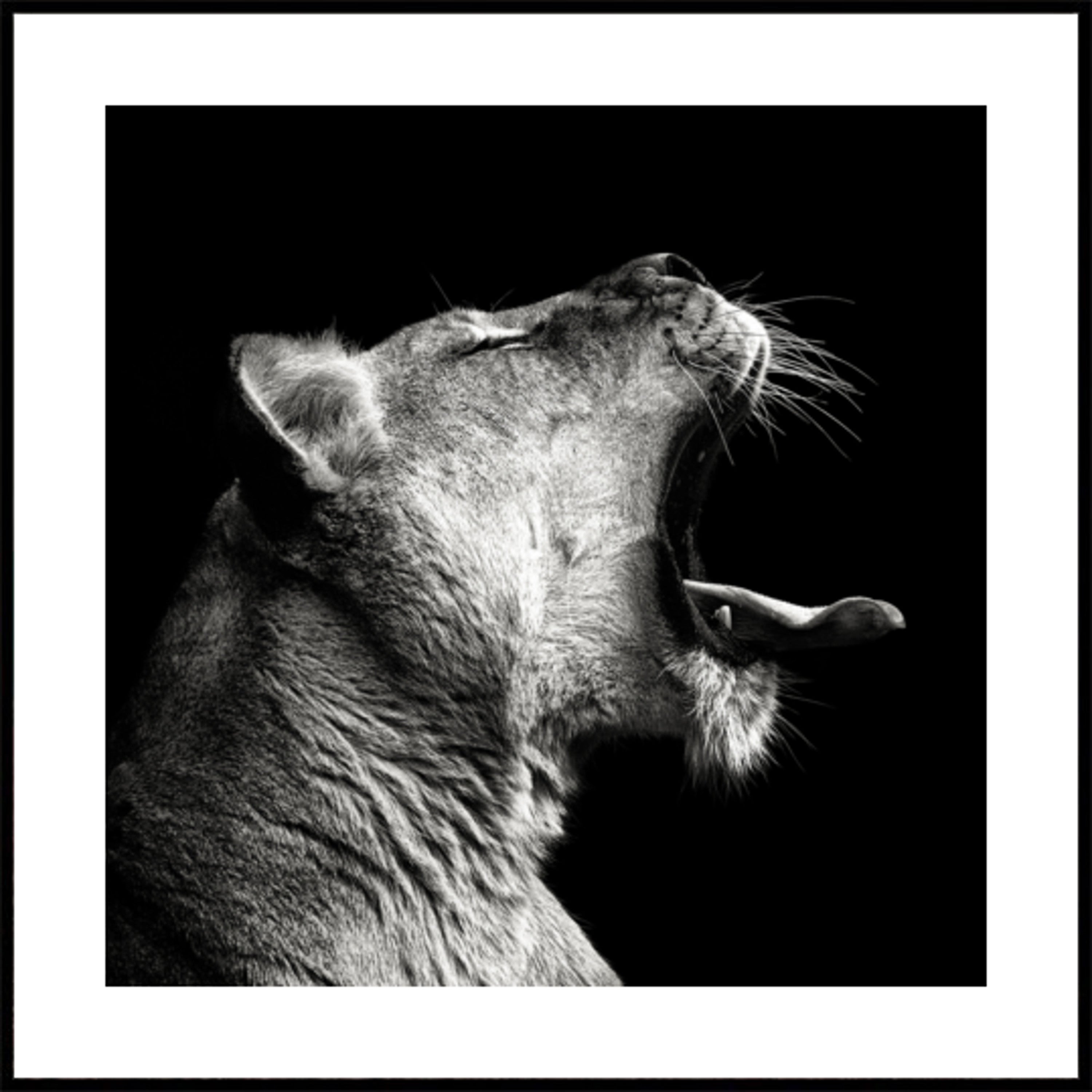 Mächteg Lioness Yawn