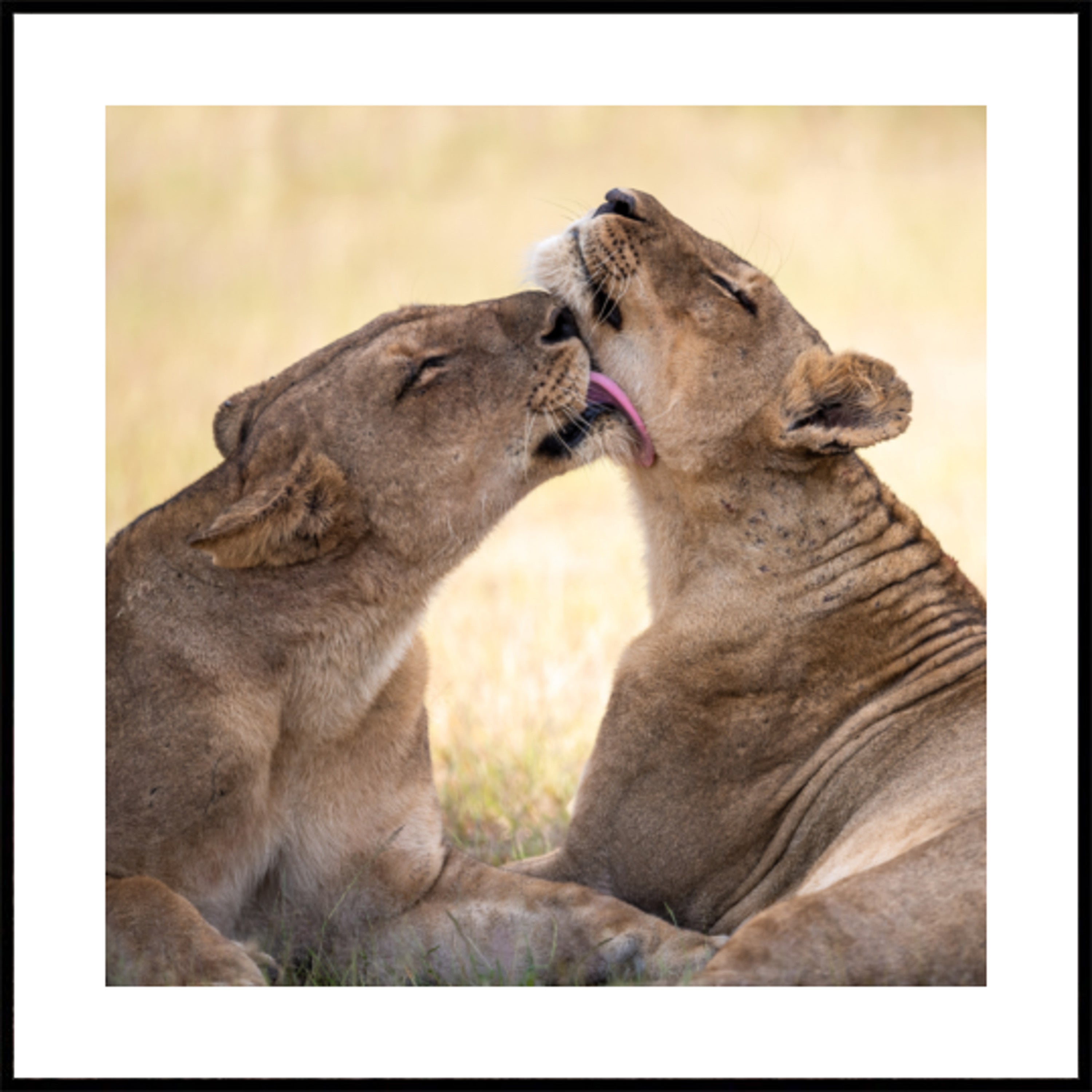 African Lion Bond