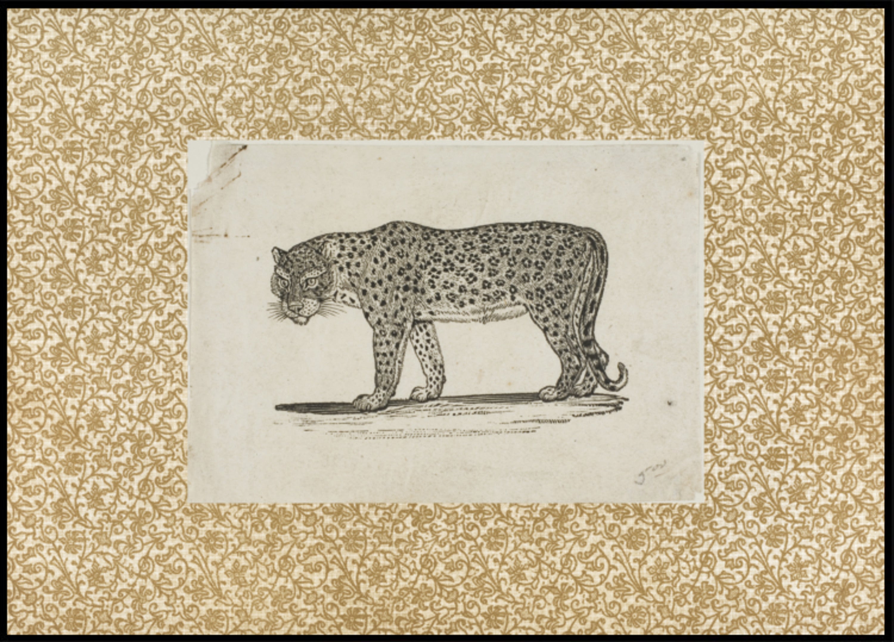 Vintage Leopard Skizz