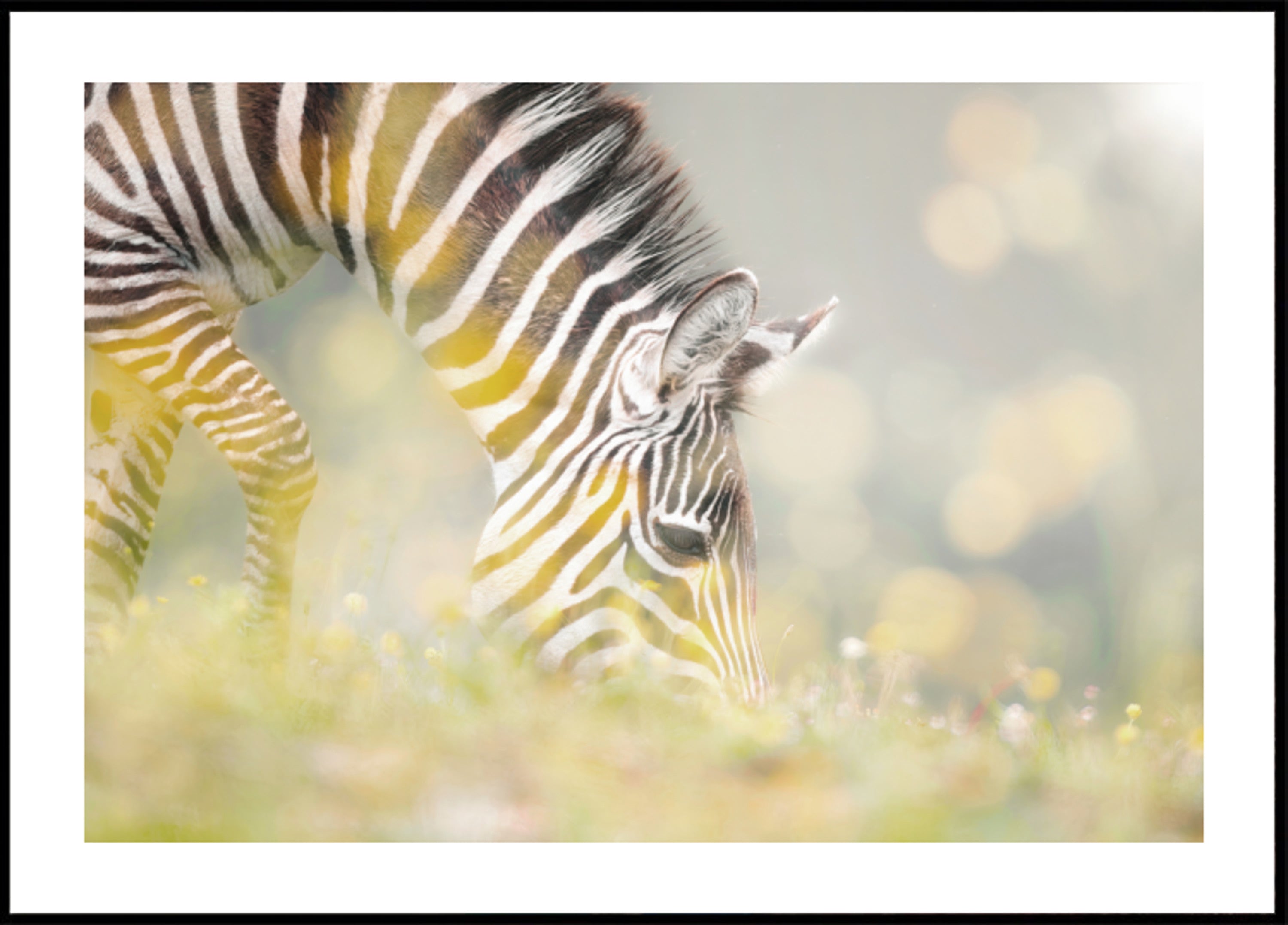 Peaceful Zebra Foal