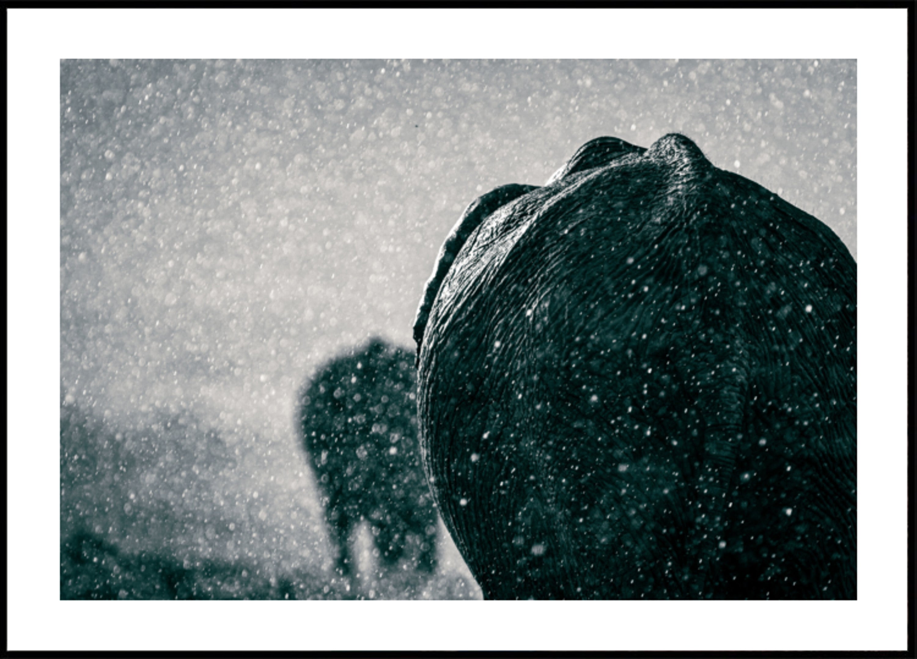 Elephants In The Rain