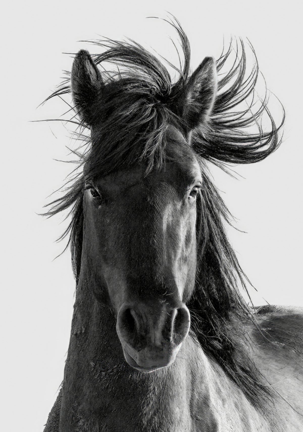 Wild Horse Portrait