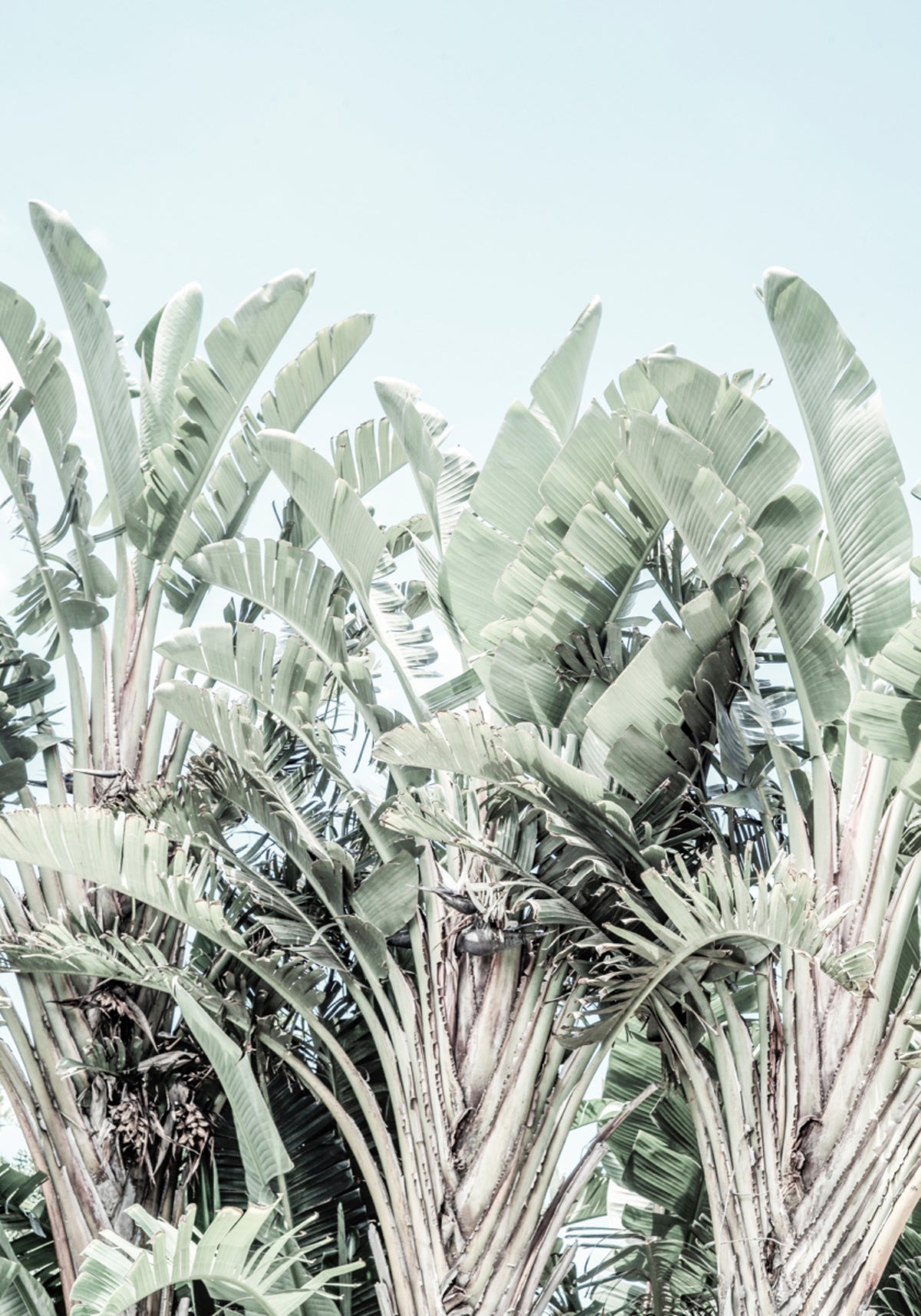 Tropical Whispers
