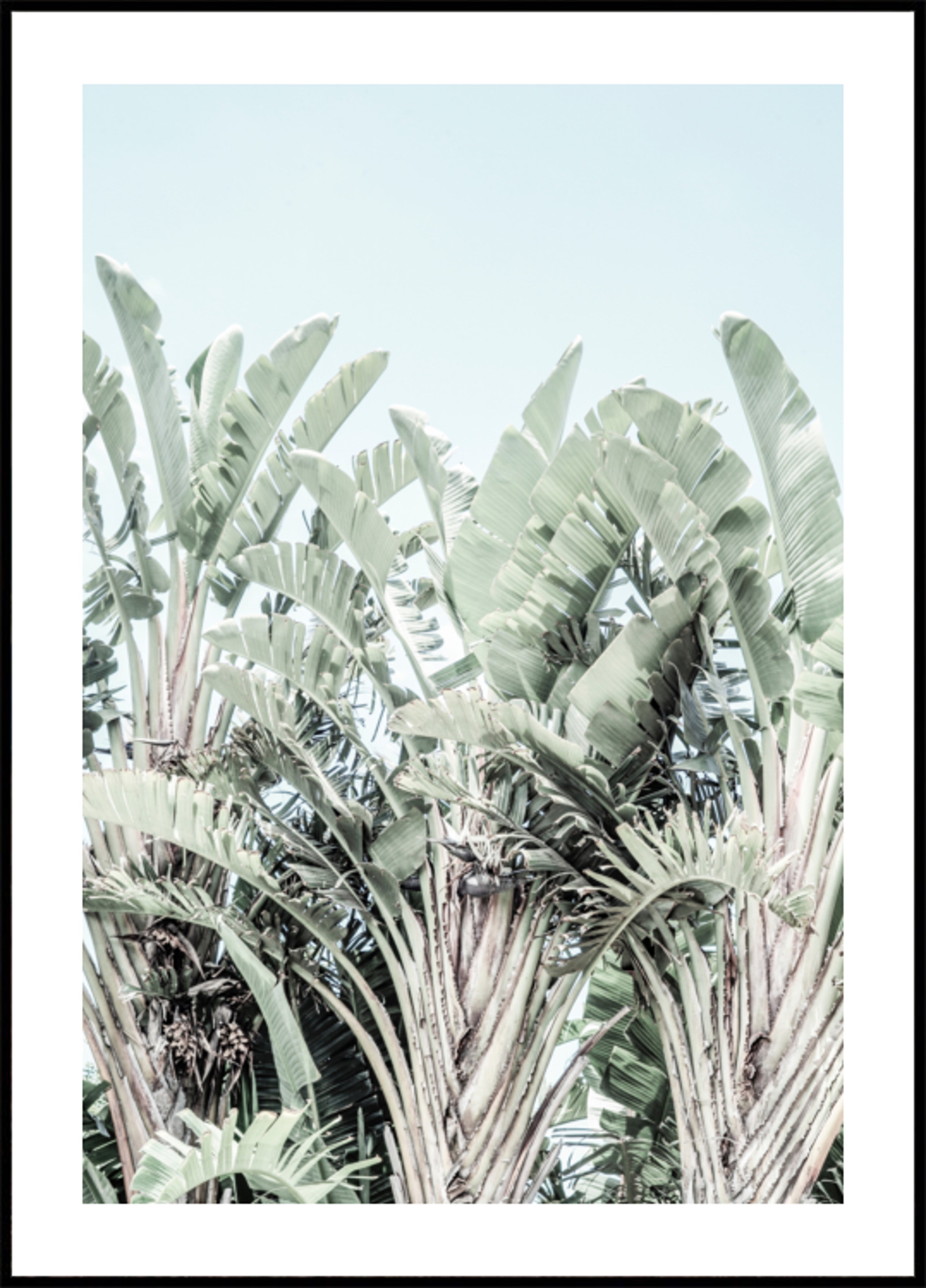 Tropical Whispers