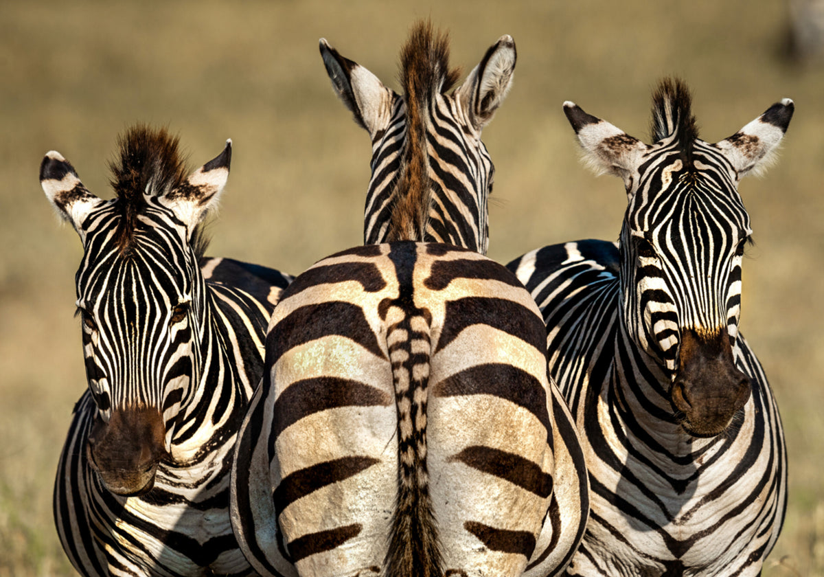 Zebra trio